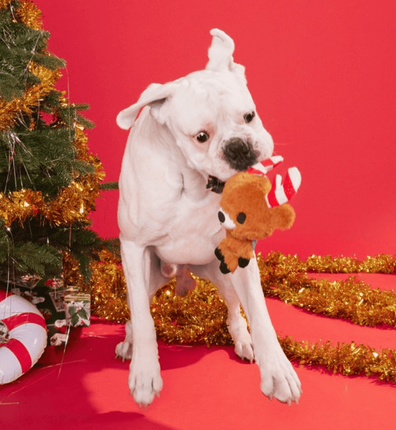 BARK Felix Navidad Squeaky & Crinkly Dog Toy - Glad Dogs Nation | ALL Profits Donated