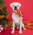 BARK Felix Navidad Squeaky & Crinkly Dog Toy - Glad Dogs Nation | ALL Profits Donated