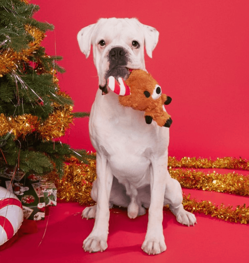 BARK Felix Navidad Squeaky & Crinkly Dog Toy - Glad Dogs Nation | ALL Profits Donated