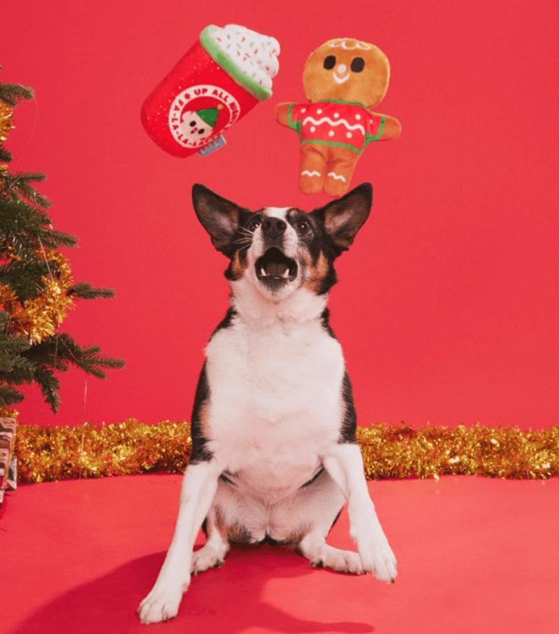 BARK Ginger Brew Crew Squeaky Dog Toy 2 Piece Set: XSmall &Small Dogs - Glad Dogs Nation | ALL Profits Donated