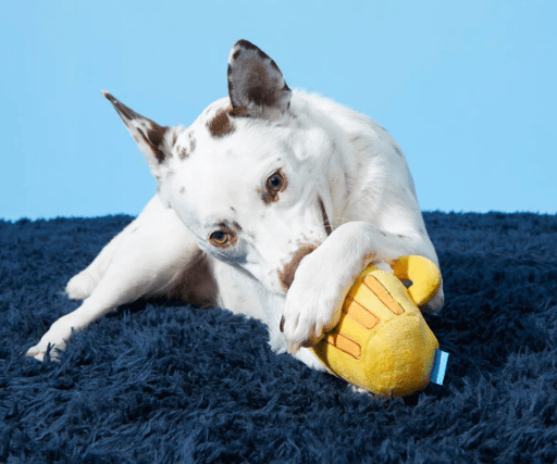 BARK Hair of the Dog Mug of Beer Spiky Squeaker Dog Toy - Glad Dogs Nation | ALL Profits Donated