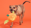 BARK Halloween Flapperlantern Squeaky Plush Tug Dog Toy - Glad Dogs Nation | ALL Profits Donated