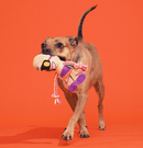BARK Halloween King Tug Squeaky, Crinkle & Rope Dog Toy, 7" - Glad Dogs Nation | ALL Profits Donated