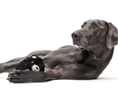 BARK Super Chewer Black Bear Bones Dog Chew Toy - Glad Dogs Nation | ALL Profits Donated