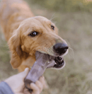 BARK Super Chewer Fall Fetch Stick Tough Dog Chew Toy CHEAPER THAN CHEWY - Glad Dogs Nation | ALL Profits Donated
