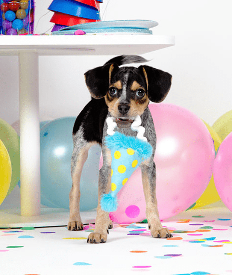 BARK The Party Farter Crinkle Plush Dog Toy - Glad Dogs Nation | ALL Profits Donated