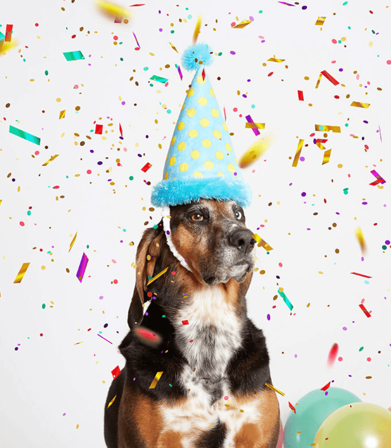 BARK The Party Farter Crinkle Plush Dog Toy - Glad Dogs Nation | ALL Profits Donated