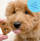 Bocce's Bakery Campfire S'mores Peanut Butter, Carob & Vanilla Recipe Dog Treats - Glad Dogs Nation | ALL Profits Donated
