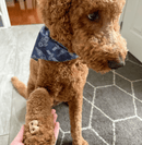 Bocce's Bakery Everyday Sunday Roast Biscuits Crunchy Dog Treats - Glad Dogs Nation | ALL Profits Donated