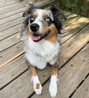 Bocce's Bakery Mud Pie Oh My Soft & Chewy Dog Treats - Glad Dogs Nation | ALL Profits Donated