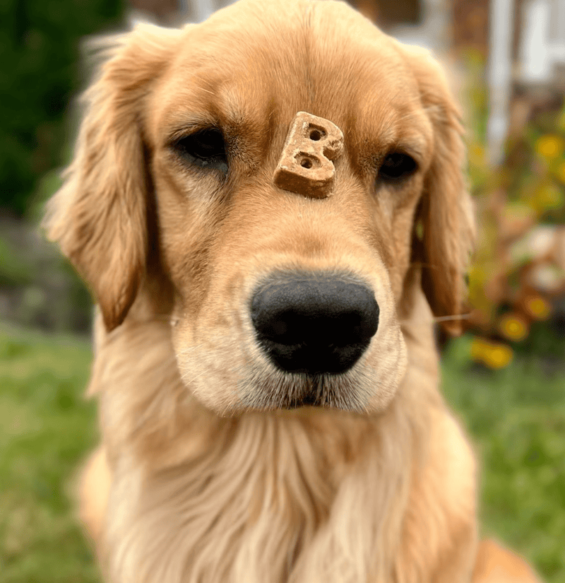 Bocce's Bakery Soft & Chewy Salmon Recipe Dog Treats - Glad Dogs Nation | ALL Profits Donated