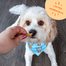 Bocce's Bakery Turkey Grazers Jerky Sticks Dog Treats CHEAPER THAN CHEWY - Glad Dogs Nation | ALL Profits Donated