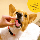 Bocce's Bakery Turmeric Latte Biscuit Dog Treats - Glad Dogs Nation | ALL Profits Donated