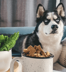 Bocce's Bakery Turmeric Latte Biscuit Dog Treats - Glad Dogs Nation | ALL Profits Donated