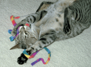 Cat Dancer Cat Charmer Cat Toy * Made in the USA - Glad Dogs Nation | ALL Profits Donated