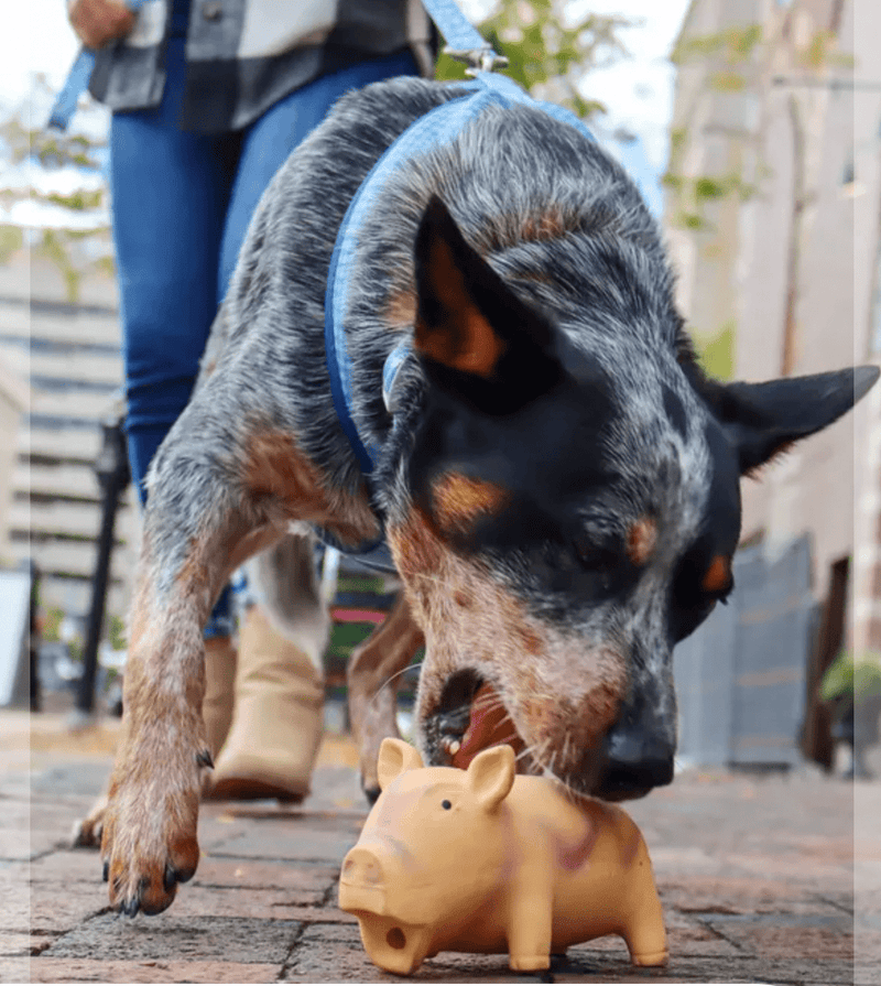 Coastal Pet Rascal Grunting Pig Dog Toy: 2 Sizes, 3 Colors - Glad Dogs Nation | ALL Profits Donated