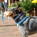 Coastal Pet Rascal Grunting Pig Dog Toy: 2 Sizes, 3 Colors - Glad Dogs Nation | ALL Profits Donated