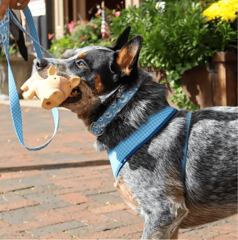 Coastal Pet Rascal Grunting Pig Dog Toy: 2 Sizes, 3 Colors - Glad Dogs Nation | ALL Profits Donated