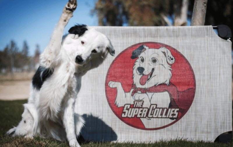 Custom 4Legs4Pets Elevated Dog Beds: 10 Beds With Your Logo - Glad Dogs Nation | ALL Profits Donated