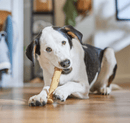 Ethical Pet Bambone Bam - Bones Plus Bamboo Stick Chicken Dog Toy - Glad Dogs Nation | ALL Profits Donated