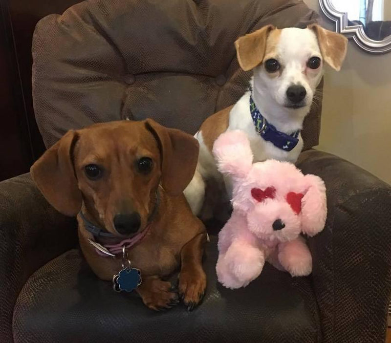 EXTRA LARGE Hearts, Love & Candy Dog Toy: Squeak & NO Squeak - Glad Dogs Nation | ALL Profits Donated