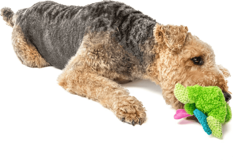 Hopping Fun Frog Plush Squeak Dog Toy for Playful Pups