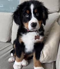 Mini Me Squeaky Breed Dog Toy: Bernese Mountain Dog
