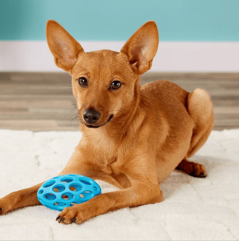 JW Pet Hol - ee Football Dog Toy: 4 Sizes, Choose Your Color - Glad Dogs Nation | ALL Profits Donated