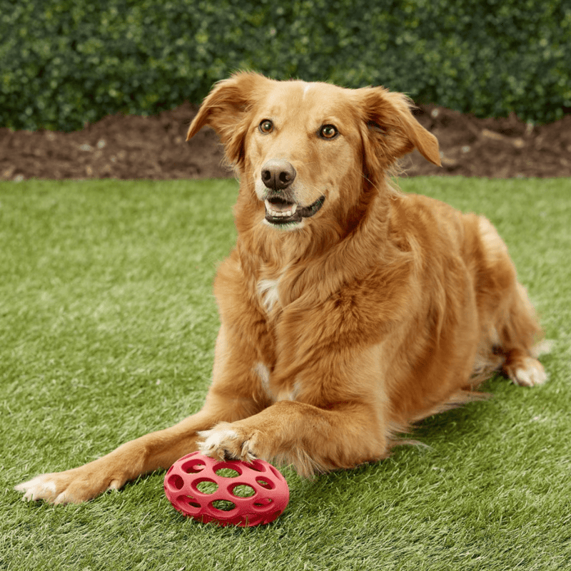 JW Pet Hol - ee Football Dog Toy: 4 Sizes, Choose Your Color - Glad Dogs Nation | ALL Profits Donated