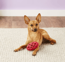 JW Pet Hol - ee Football Dog Toy: 4 Sizes, Choose Your Color - Glad Dogs Nation | ALL Profits Donated