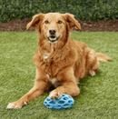 JW Pet Hol - ee Football Dog Toy: 4 Sizes, Choose Your Color - Glad Dogs Nation | ALL Profits Donated