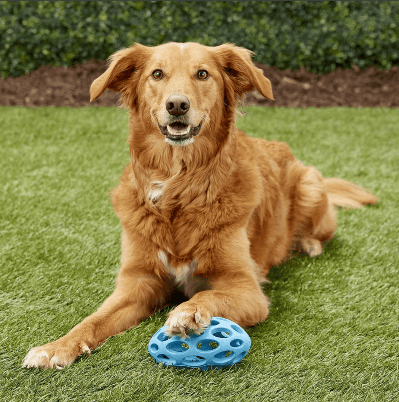 JW Pet Hol - ee Football Dog Toy: 4 Sizes, Choose Your Color - Glad Dogs Nation | ALL Profits Donated