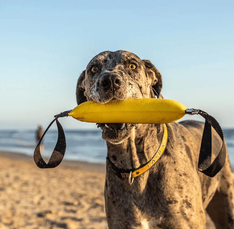Katie's Bumpers Double Tug Firehose Toy: 5 Colors - Glad Dogs Nation | ALL Profits Donated