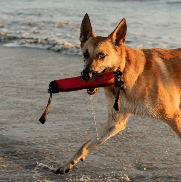 Katie's Bumpers Double Tug Firehose Toy: 5 Colors - Glad Dogs Nation | ALL Profits Donated