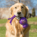 KONG Classic Wubba Dog Tug Toy, 3 Colors, 2 Sizes - Glad Dogs Nation | ALL Profits Donated