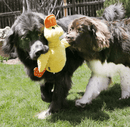 KONG Comfort Jumbo Squeaky Plush Dog Toy, Color Varies, X-Large - Glad Dogs Nation | ALL Profits Donated