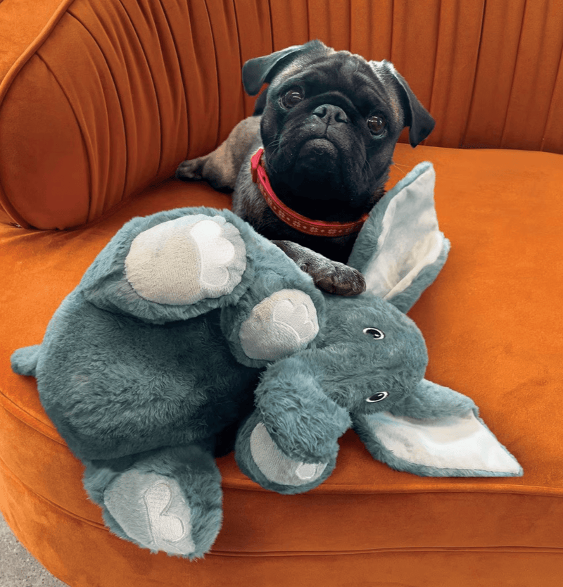 KONG Comfort Kiddos Elephant Removable Squeaker Plush Dog Toy: 2 Sizes - Glad Dogs Nation | ALL Profits Donated