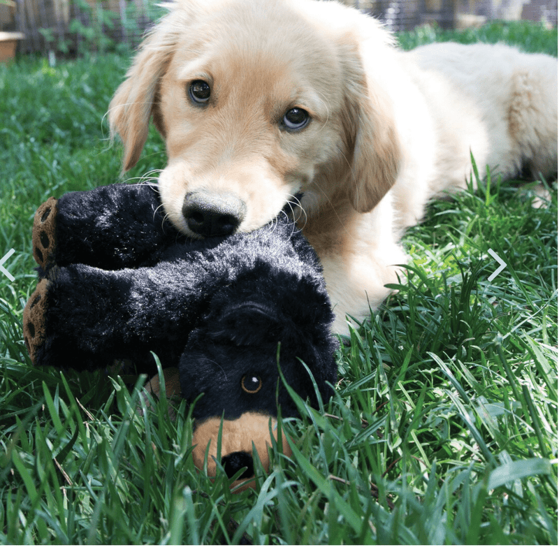 KONG Comfort Kiddos Large Bear Removable Squeaker Plush Dog Toy Large - Glad Dogs Nation | ALL Profits Donated