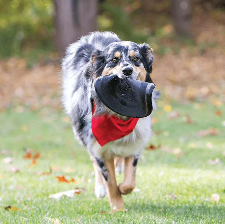 Kong Extreme Flyer Dog Toy / Flying Disk / CHEAPER THAN CHEWY! - Glad Dogs Nation | ALL Profits Donated