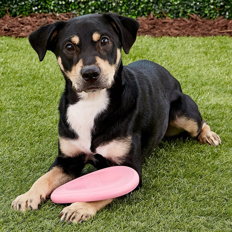 KONG Puppy Flyer Dog Toy: Pink / CHEAPER THAN CHEWY! - Glad Dogs Nation | ALL Profits Donated