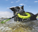 KONG Reflex Tug Dog Toy, Yellow, Medium / Floats! - Glad Dogs Nation | ALL Profits Donated