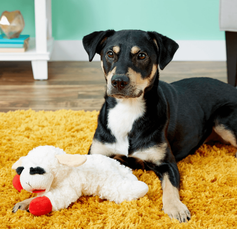 Multipet Lamb Chop Lambchop Squeaky Plush Dog Toy: 2 Sizes - Glad Dogs Nation | ALL Profits Donated