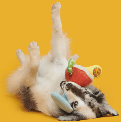 NEW! BARK Bulldog Barkarita Squeaky & Crinkly Dog Toy - Glad Dogs Nation | ALL Profits Donated