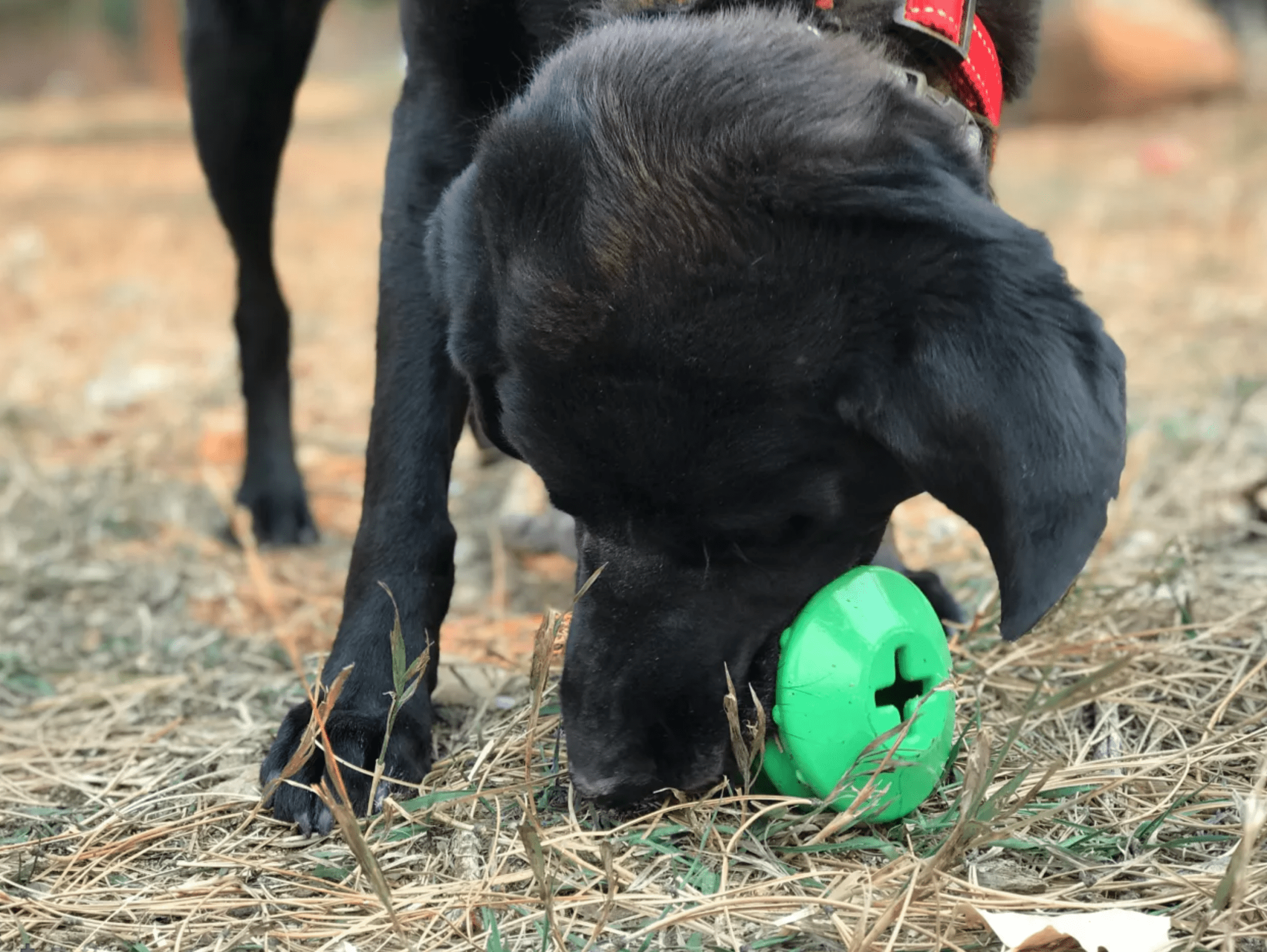 $! OFF! SodaPup Christmas Tree Treat Dispenser and Dog Chew Toy - Glad Dogs Nation | ALL Profits Donated