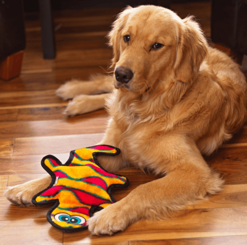 Outward Hound Durablez Orange Gecko Medium: 2 Squeakers, No Stuffing - Glad Dogs Nation | ALL Profits Donated