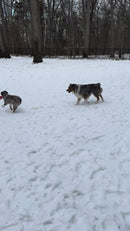 Outward Hound Grunting Fetch Stick Red Bunny Dog Toy