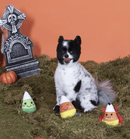 SAVE $1! PetShop by Fringe Candy Corns Small Plush Squeaky Dog Toy 3 Piece Set - Glad Dogs Nation | ALL Profits Donated