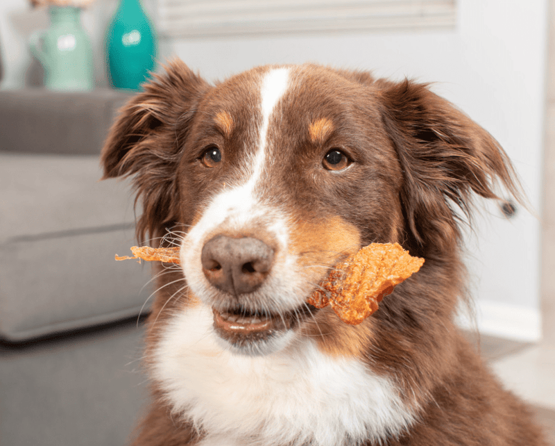 SAVE $3! Natural Cravings USA Chicken Breast Strips Breakable Treat 10 oz. Bag - Glad Dogs Nation | ALL Profits Donated