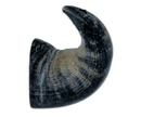 SAVE $3! Water Buffalo Horn Dog Chew by Spunky Pup: Small Dogs - Glad Dogs Nation | ALL Profits Donated