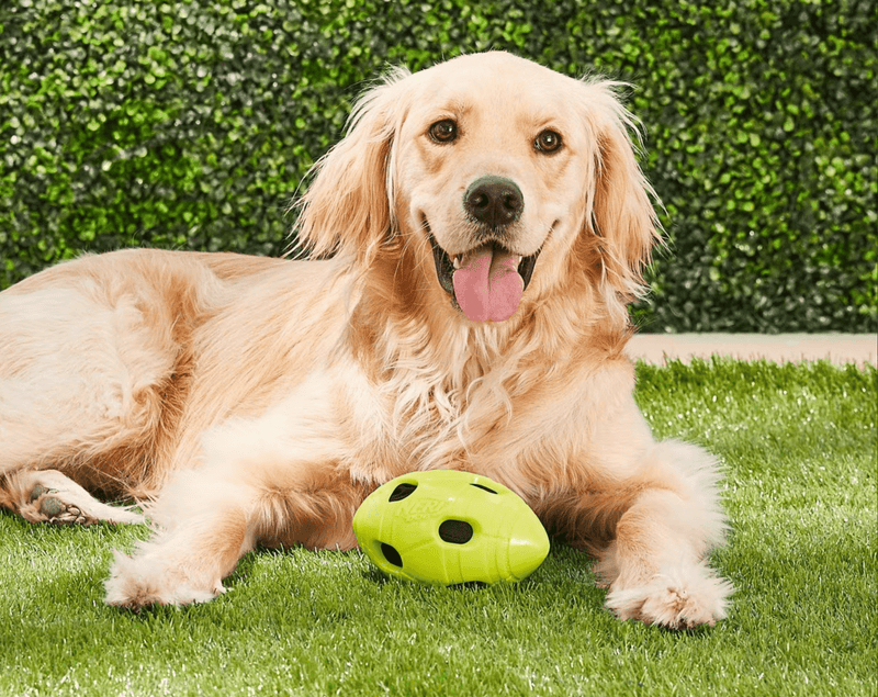 SAVE $5! Nerf Pet Nerf Dog Crunch & Squeak Football Dog Toy | CHEAPER THAN CHEWY - Glad Dogs Nation | ALL Profits Donated